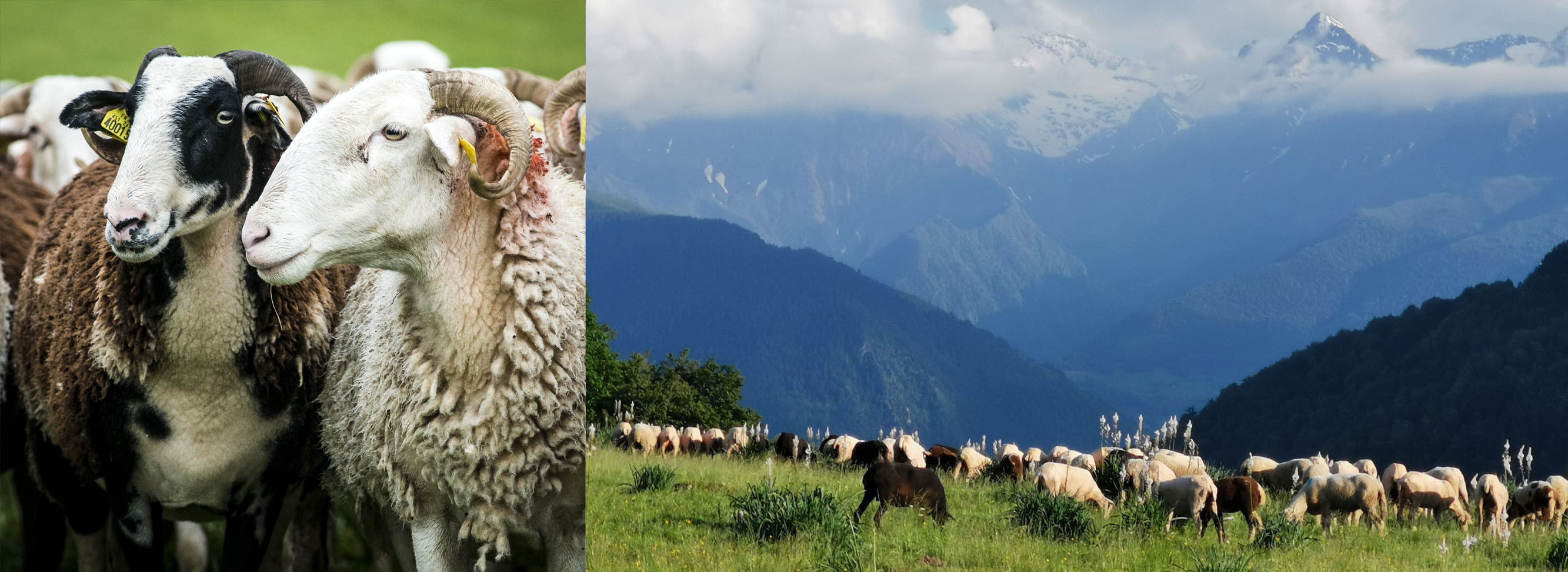 Brebis des Pyr&eacute;n&eacute;es